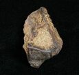Partial Triceratops Tooth - #4460-1